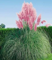 Nieuwe uitgaven -Planten Promotie Winkel 9012854259742