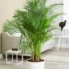 Areca Palm Ca. 120-130 Cm Hoog
