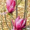 Magnolia 'March Till Frost'