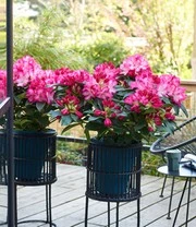 Rododendron XXL® 4 Rododendron XXL® - Afbeelding 4