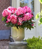 Rododendron XXL® 5 Rododendron XXL® - Afbeelding 5