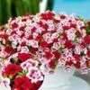 Calibrachoa Mix Petunia 'Double PinkTastic® & Double Red®'