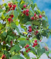 Balkonframboos 'Maddalena®' 3 Balkonframboos 'Maddalena®' - Afbeelding 3