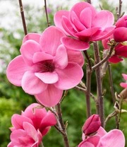 Nieuwe uitgaven -Planten Promotie Winkel 9037819707422