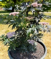 Zuilvlier 'Laced Up®' 3 Zuilvlier 'Laced Up®' - Afbeelding 3