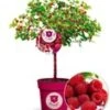 Frambozenboom Raspbeary® Framboos Met Stam En Kroon