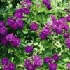 Ramblerroos 'Bleu Magenta®'