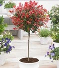 Groenblijvende Photinia Stammetje 'Little Red Robin'