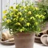 Clematis 'Little Lemons®' In Een 3-liter XXL-pot