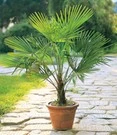 Winterharde Palm In Een Pot Van 19 Cm