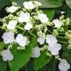 Klimhortensia 'Semiola®'